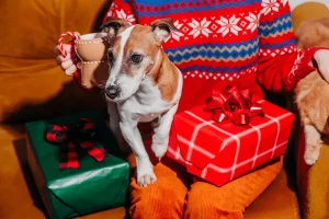 Where to Find the Best Pet Gifts